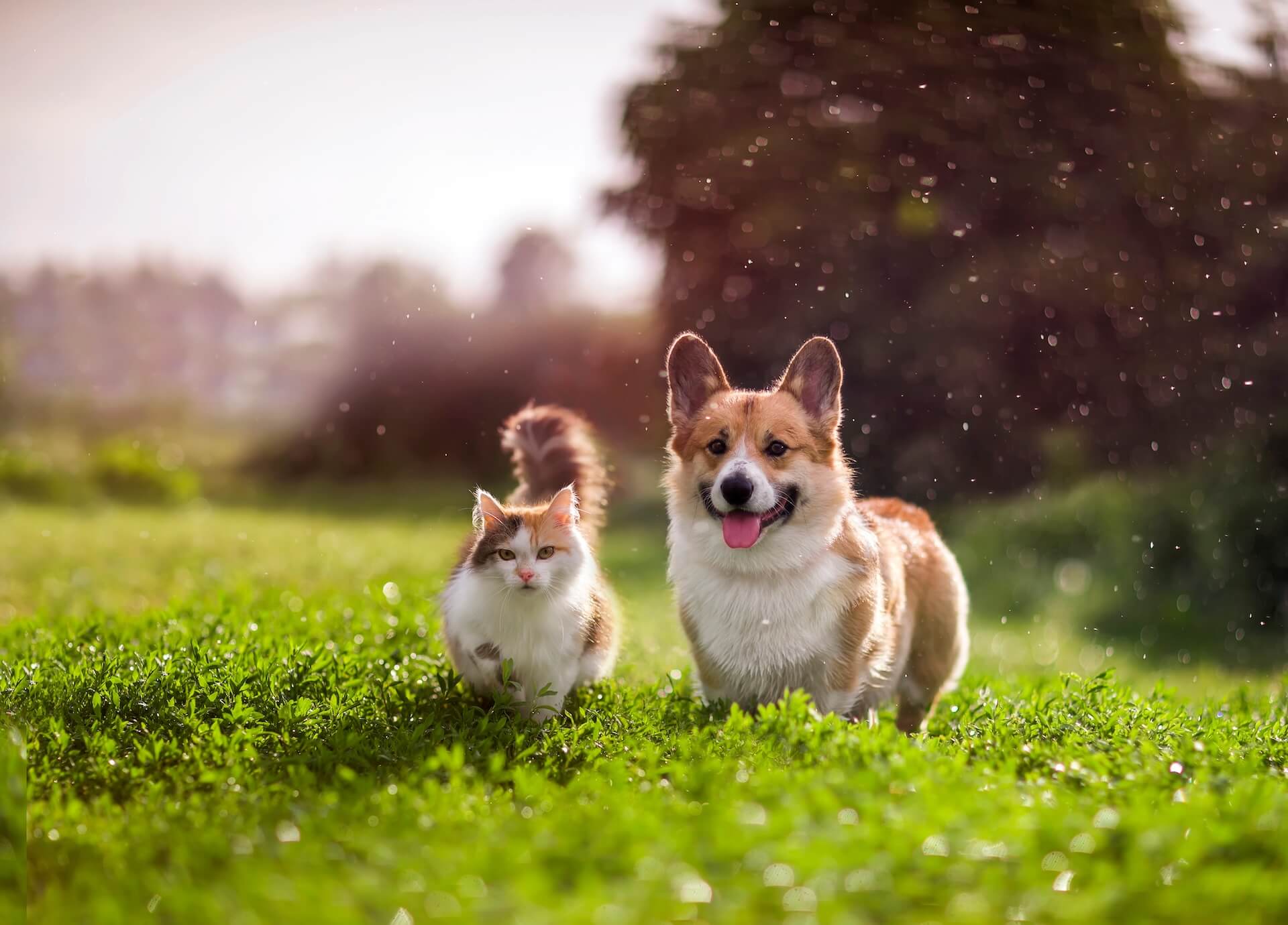 Gateway Veterinary Hospital