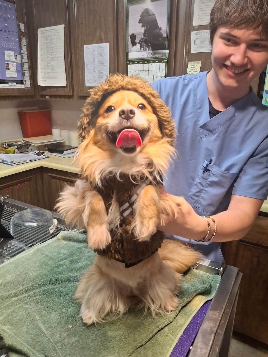 Microchip in Portland OR 