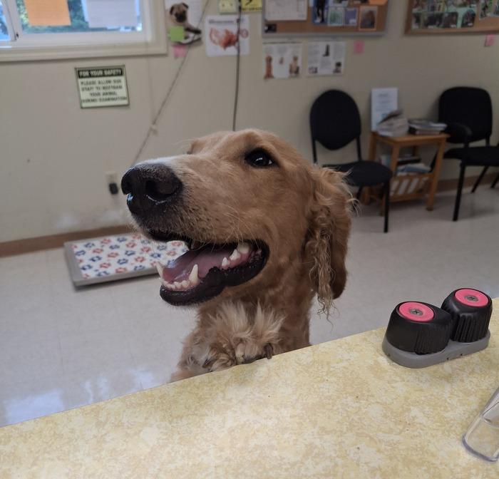 Cute Brown Dog