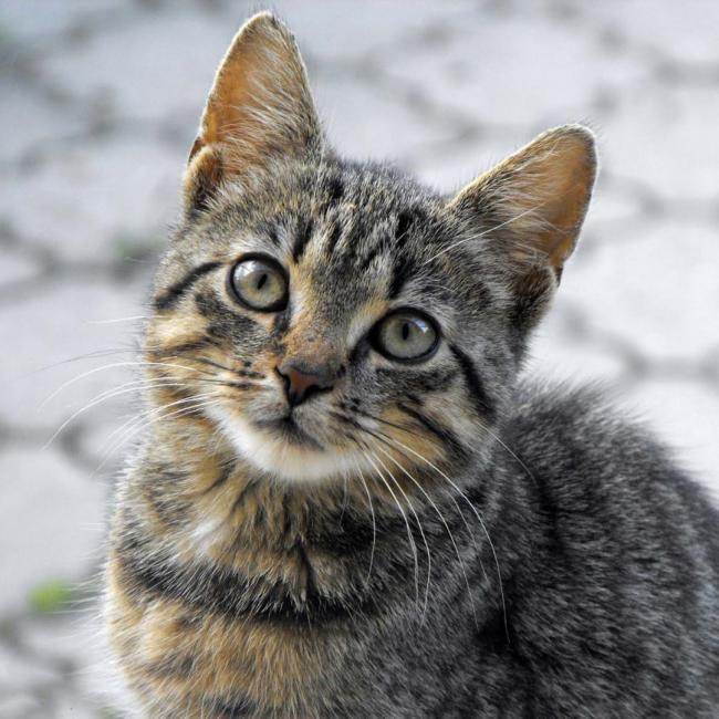 cat